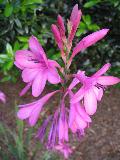 Watsonia / Watsonia species